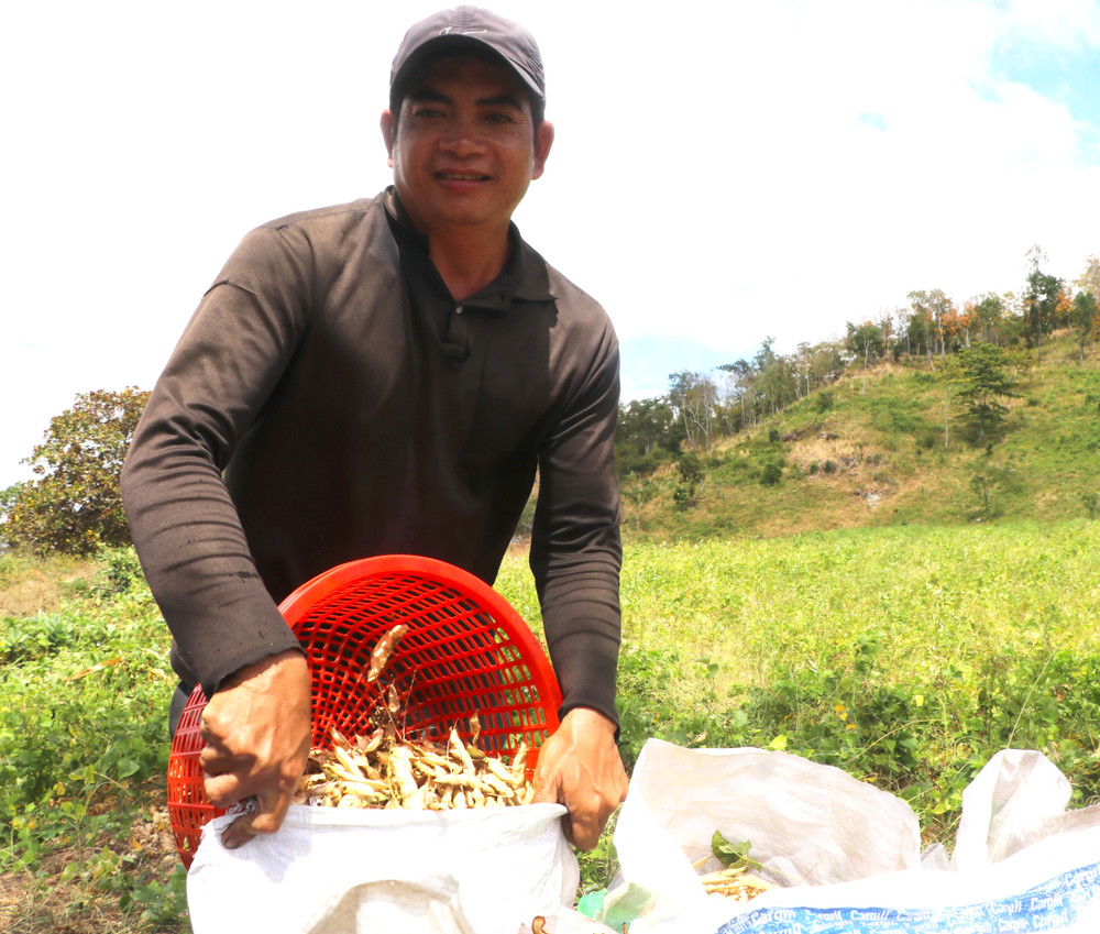 Anh Đinh Di (làng Rơng Tnia, xã Yang Nam) thu hoạch đậu ván. Ảnh: N.M anh-dinh-di-lang-rong-tnia-xa-yang-nam-tat-bat-thu-hoach-dau-van-anh-ngoc-minh.jpg