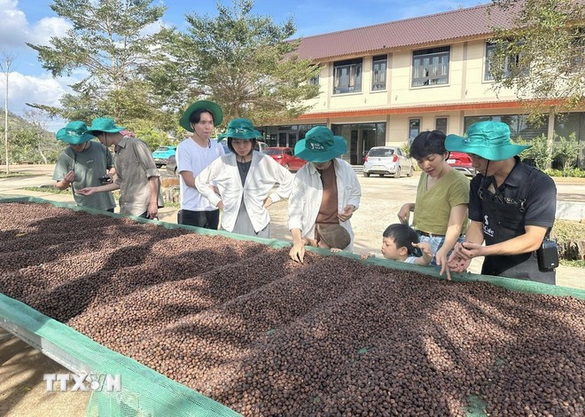 Các nhà vườn, hợp tác xã, doanh nghiệp cũng đã sẵn sàng phục vụ du khách đến tham quan, trải nghiệm du lịch nông nghiệp và văn hóa cà phê trong dịp Lễ hội. (Ảnh: TTXVN phát) Các nhà vườn, hợp tác xã, doanh nghiệp cũng đã sẵn sàng phục vụ du khách đến tham quan, trải nghiệm du lịch nông nghiệp và văn hóa cà phê trong dịp Lễ hội. (Ảnh: TTXVN phát)