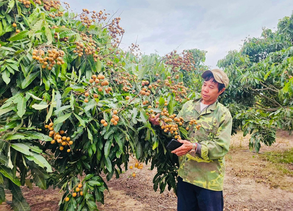 Từ khi chuyển sang trồng nhãn và xoài Úc, lợi nhuận thu được hàng năm của gia đình ông Lại Quang Huấn (làng Ia Chă Wău, xã Chư A Thai, huyện Phú Thiện) cao gấp đôi so với trồng mía. Ảnh: H.T 1.jpg