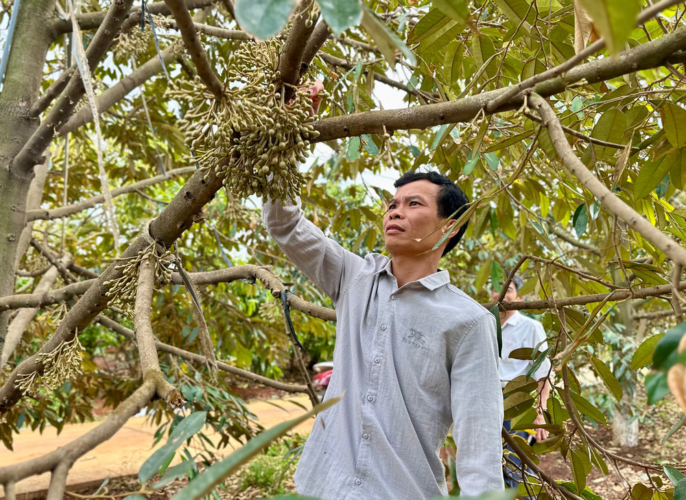 Trong năm 2025, tỉnh sẽ tổ chức đoàn công tác liên ngành kiểm tra, đánh giá chất lượng sản phẩm OCOP đã được công nhận hàng năm. Ảnh: H.D trong-nam-2025-tinh-se-to-chuc-doan-cong-tac-lien-nganh-kiem-tra-danh-gia-chat-luong-san-pham-ocop-da-duoc-cong-nhan-hang-nam-anh-ha-duy.jpg