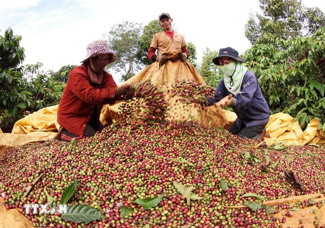 Thu hoạch càphê ở Gia Lai. (Ảnh: Vũ Sinh/TTXVN) Thu hoạch càphê ở Gia Lai. (Ảnh: Vũ Sinh/TTXVN)
