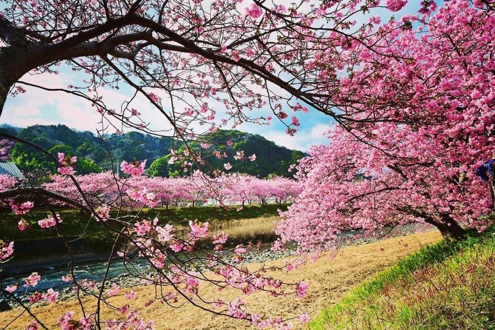 Hoa anh đào ở Shizuoka (Nhật Bản) Hoa anh đào ở Shizuoka (Nhật Bản)