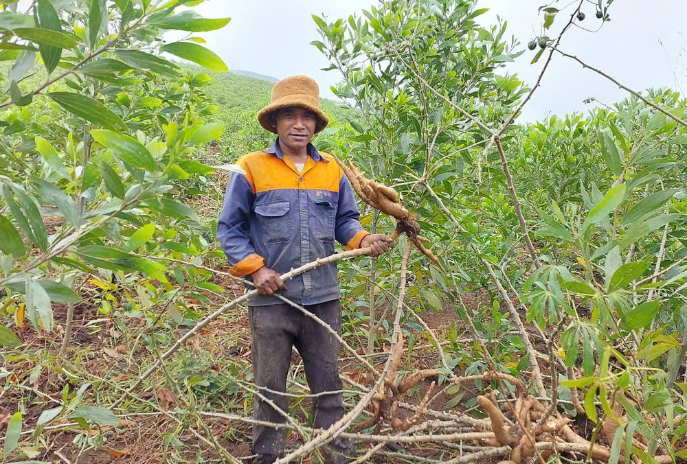 Ông Ngôn (làng Kon Chră, xã Hra, huyện Mang Yang) thu hoạch mì trồng xen vào diện tích rừng keo. Ảnh: N.D ong-ngon-dang-thu-hoach-mi-trong-xen-canh-vao-rung-keo.jpg