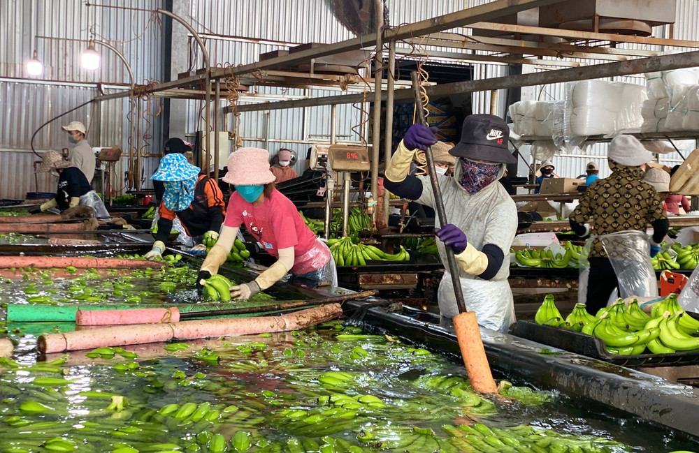 Nhiều lao động tại xã Ia Pết (huyện Đak Đoa) được tạo công ăn việc làm tại các doanh nghiệp đứng chân trên địa bàn, cho thu nhập ổn định. Ảnh: H.D nhieu-lao-dong-tai-xa-ia-pet-huyen-dak-doa-duoc-tap-cong-an-viec-lam-tai-cac-doanh-nghiep-dung-chan-tren-dia-ban-cho-thu-nhap-on-dinh-anh-ha-duy.jpg