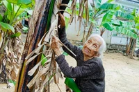 Ngày Xuân về Hoài Nhơn nghe bà Tiết 105 tuổi hát bài chòi