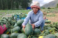 Gia Lai: Dưa hấu rớt giá, nông dân lao đao vì thua lỗ