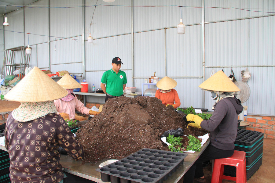 Toàn bộ giá thể để sản xuất cây giống đều được anh Ngọc nhập khẩu. Ảnh: H.H toan-bo-gia-the-de-san-xuat-cay-giong-deu-duoc-anh-ngoc-nhap-khau-anh-hh.jpg