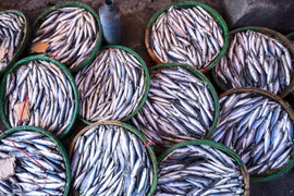 Nghề hấp cá giữa phố cảng Quy Nhơn