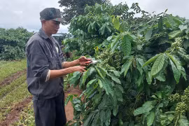 Chủ động phòng trừ sâu bệnh, bảo vệ cây trồng