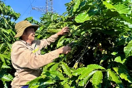 Chi hội trưởng nông dân Nguyễn Văn Lâm: Gương mẫu, làm kinh tế giỏi