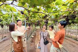 Từ vườn nho hữu cơ đến điểm hẹn du lịch nông nghiệp