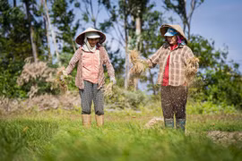 Rộn ràng mùa thu hoạch kiệu đón Tết