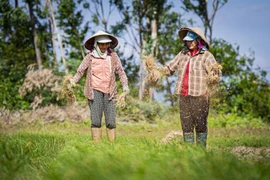 Rộn ràng mùa thu hoạch kiệu đón Tết