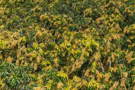 Mùa hoa xoài dát vàng miền cát trắng Hòa Hội.