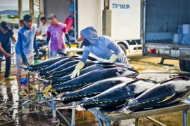 Ngư dân Gia Lai phấn khởi trúng mùa cá ngừ đại dương trước Tết.