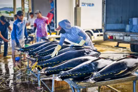 Ngư dân Gia Lai phấn khởi trúng mùa cá ngừ đại dương trước Tết.