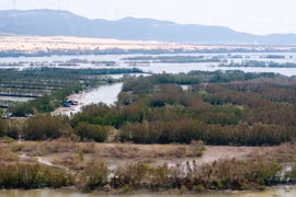 Cồn Chim xưa phủ một sắc xanh, giờ chỉ còn màu vàng úa và xám bạc...