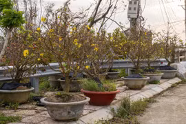 Người trồng mai ở Gia Lai và nỗi lo "mất Tết".