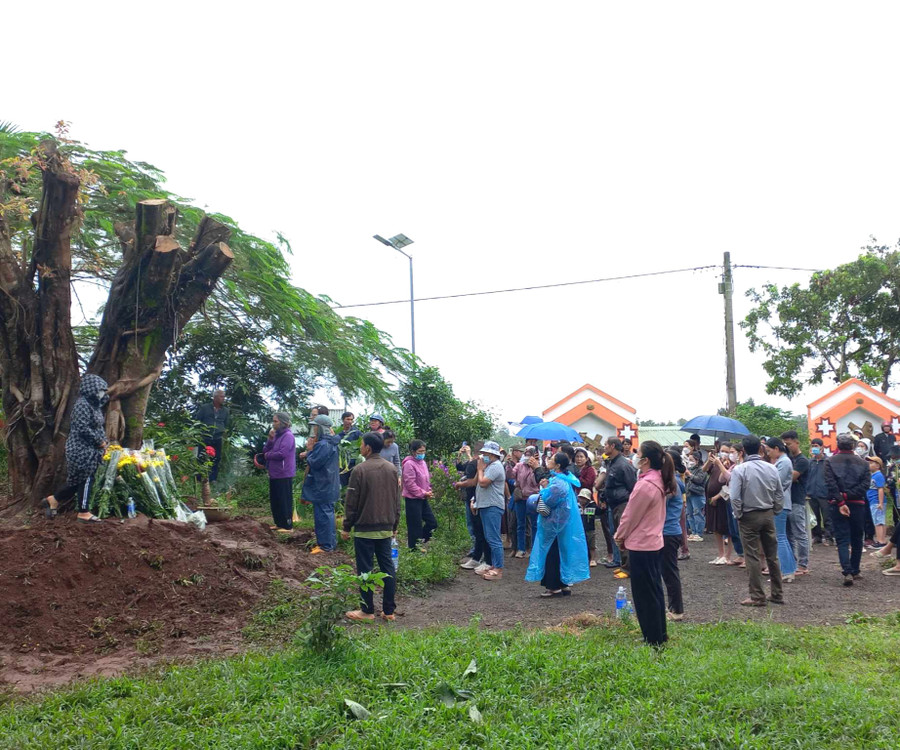Cây si được di thực về trồng tại vị trí khuôn viên nhà thờ làng Ea Lũh. Ảnh: R.H Cây si được di thực về trồng tại vị trí khuôn viên nhà thờ làng Ea Lũh. Ảnh: R.H