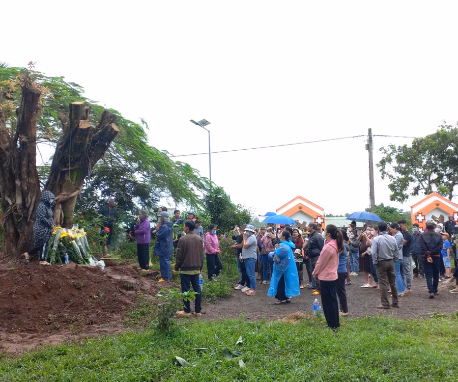 Cây si được di thực về trồng tại vị trí khuôn viên nhà thờ làng Ea Lũh. Ảnh: R.H