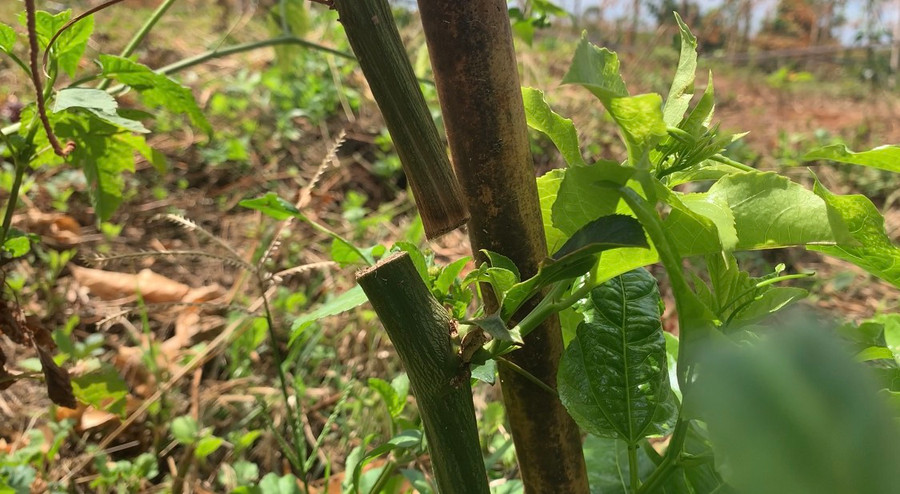 Vết cắt gốc chanh dây do kẻ gian gây ra. Ảnh: R'Ô HOK Vết cắt gốc chanh dây do kẻ gian gây ra. Ảnh: R'Ô HOK