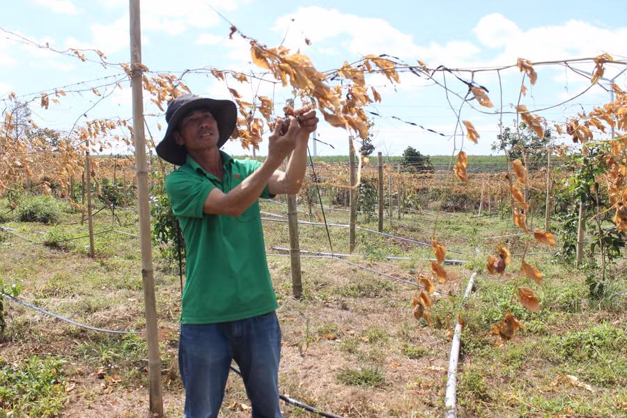 Ông Hảo bên vườn chanh dây của gia đình bị chặt phá héo khô. Ảnh: Nguyễn Diệp
