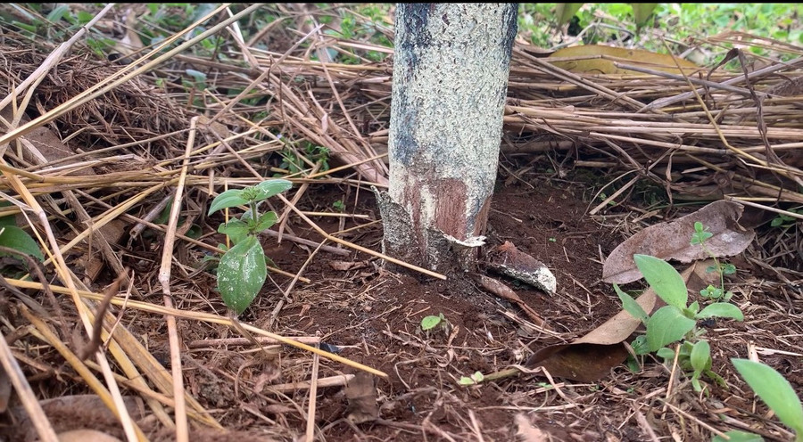 Gốc sầu riêng 3 năm tuổi của gia đình bà Phúc bị kẻ xấu cạo vỏ. Ảnh: R'Ô HOK Gốc sầu riêng 3 năm tuổi của gia đình bà Phúc bị kẻ xấu cạo vỏ. Ảnh: R'Ô HOK