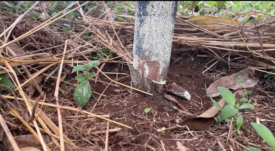 Gốc sầu riêng 3 năm tuổi của gia đình bà Phúc bị kẻ xấu cạo vỏ. Ảnh: R'Ô HOK