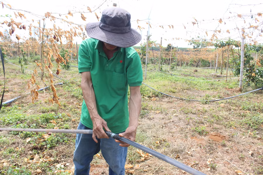 Hệ thống tưới nhỏ giọt cũng bị kẻ xấu cắt phá, đang được ông Hảo sửa chữa. Ảnh: Nguyễn Diệp