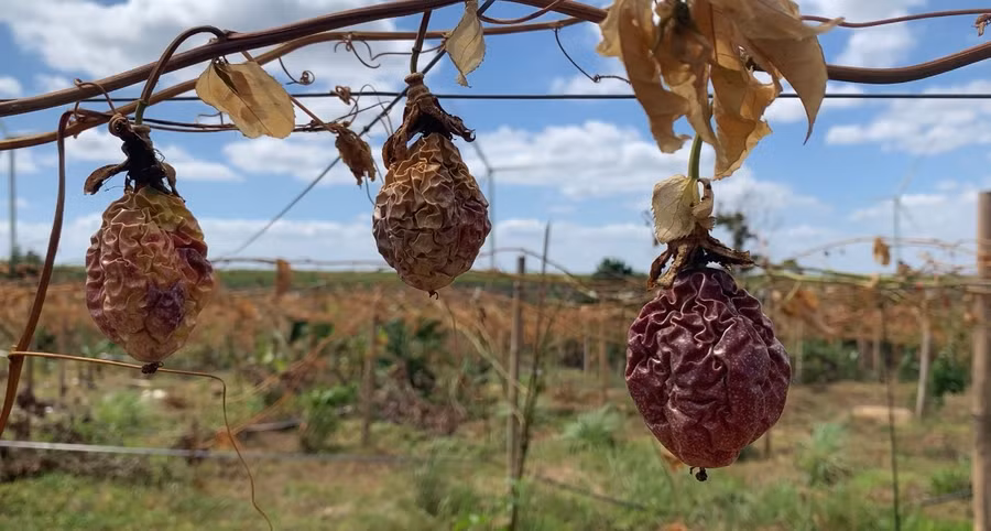Những trái chanh dây đã khô héo vì bị kẻ xấu cắt gốc cây. Ảnh: R'Ô HOK