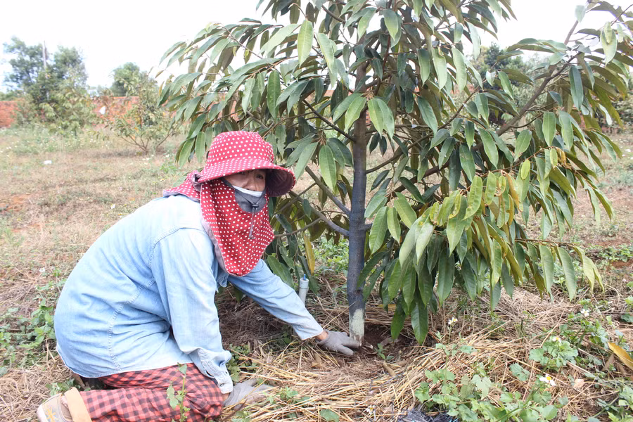 Bà Phúc thất thần bên vườn sầu riêng bị kẻ gian cạo vỏ quanh gốc.Ảnh: Nguyễn Diệp