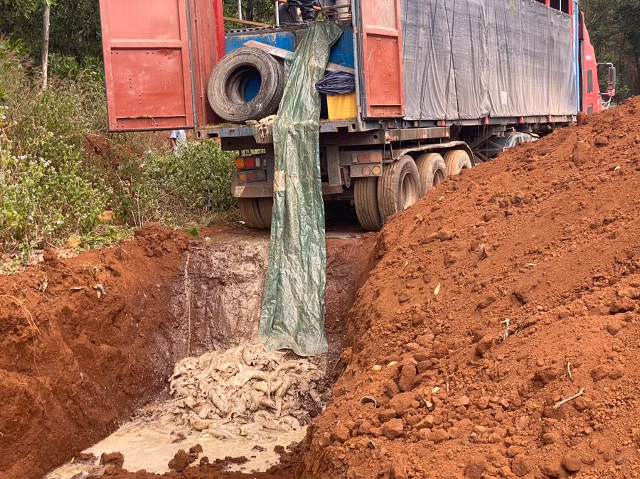 Hiện trường tổ chức tiêu hủy cá tầm. Ảnh C.A.T Hiện trường tổ chức tiêu hủy cá tầm. Ảnh C.A.T