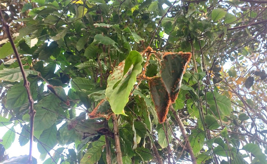 Kiến vàng thường sống trên những lá cây và cuộn tròn lại với nhau làm thành tổ.Ảnh: R'Ô HOK