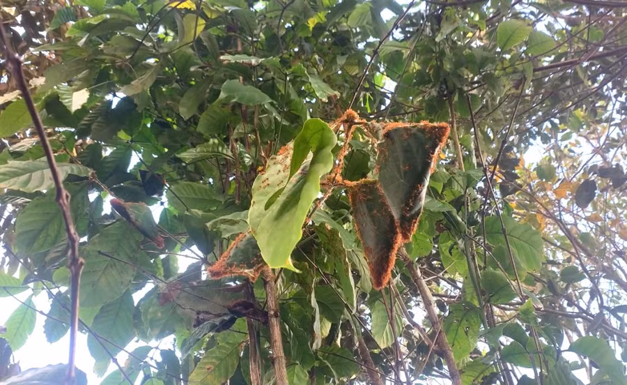 Kiến vàng thường sống trên những lá cây và cuộn tròn lại với nhau làm thành tổ.Ảnh: R'Ô HOK Kiến vàng thường sống trên những lá cây và cuộn tròn lại với nhau làm thành tổ.Ảnh: R'Ô HOK