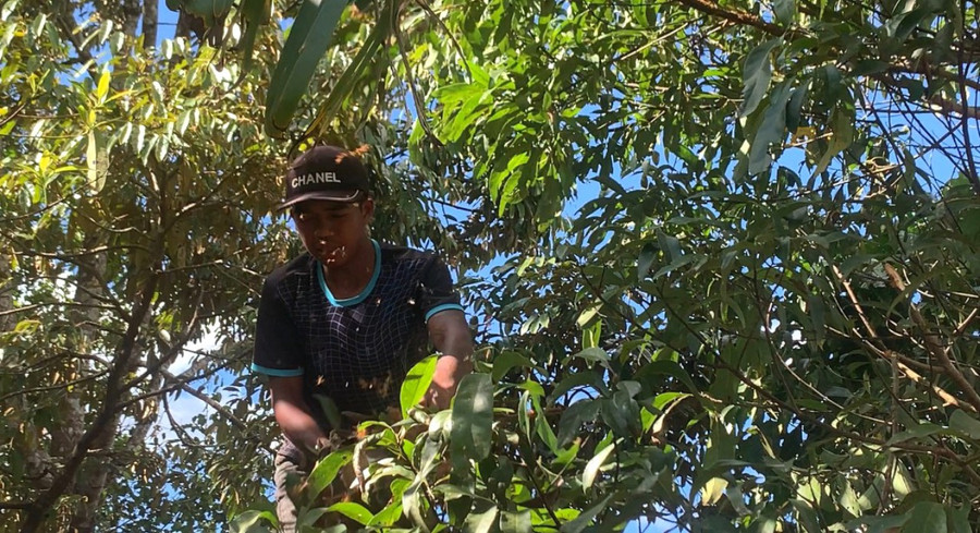 Để bắt kiến vàng đòi hòi người bắt phải có sự khéo léo và cẩn thận bởi vì kiến vàng đốt rất đau. Ảnh: R'Ô HOK