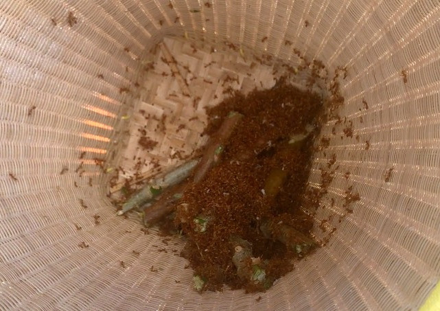 Sau khi bỏ tổ kiến vào gùi phải lắc gùi liên tục cho đàn kiến chết cũng như không bò ra ngoài. Ảnh: R'Ô HOK