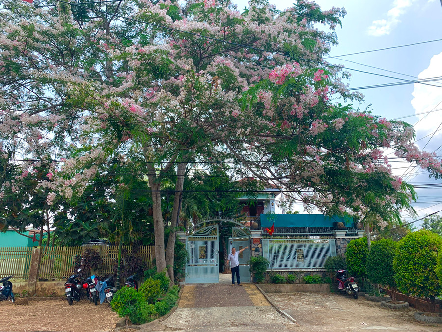 Cây muồng anh đào của ông Đinh Xuân Tứ được trồng cách đây 20 năm trước.Ảnh: R&apos;Ô HOK