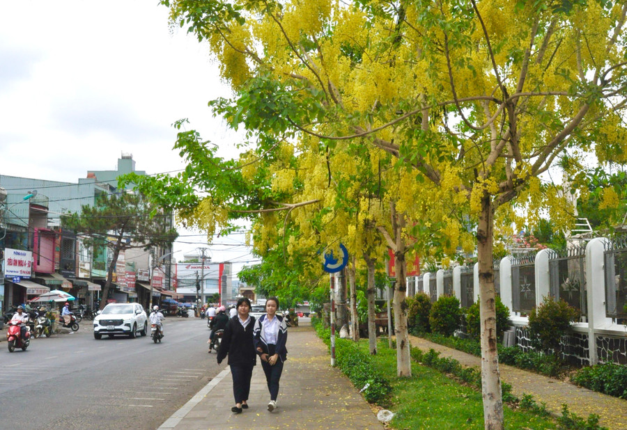 Đến Pleiku vào những ngày đầu tháng 5, du khách còn ngắm sắc vàng của hoa muồng Hoàng Yến nở rực trên tuyến đường Lê Lợi (đoạn trước nhà thờ Thăng Thiên). Ảnh: Ngọc Duy