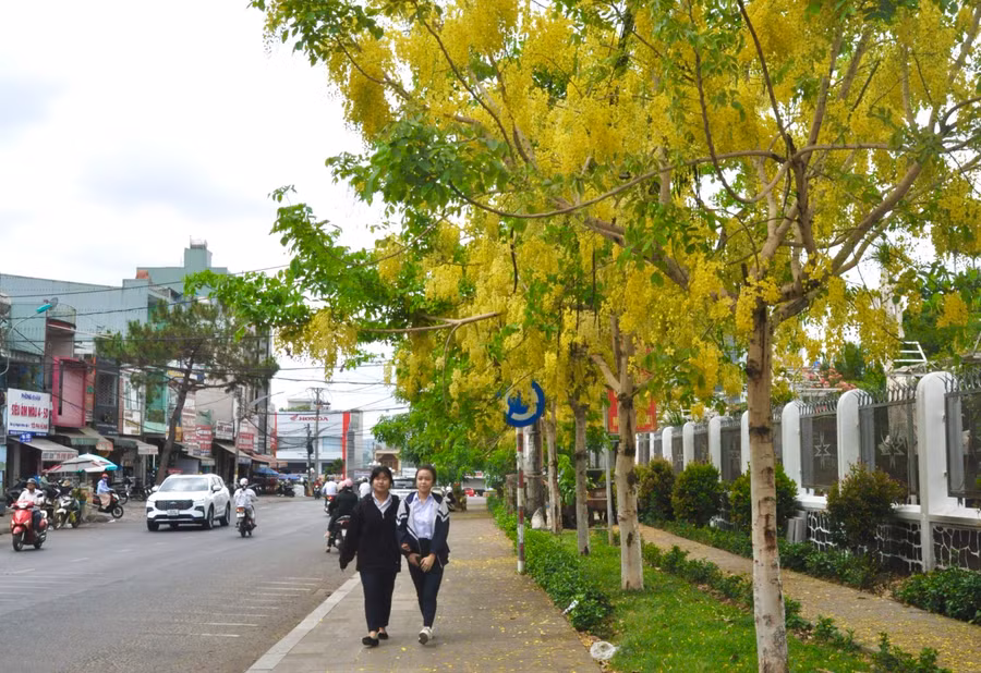 Đến Pleiku vào những ngày đầu tháng 5, du khách còn ngắm sắc vàng của hoa muồng Hoàng Yến nở rực trên tuyến đường Lê Lợi (đoạn trước nhà thờ Thăng Thiên). Ảnh: Ngọc Duy