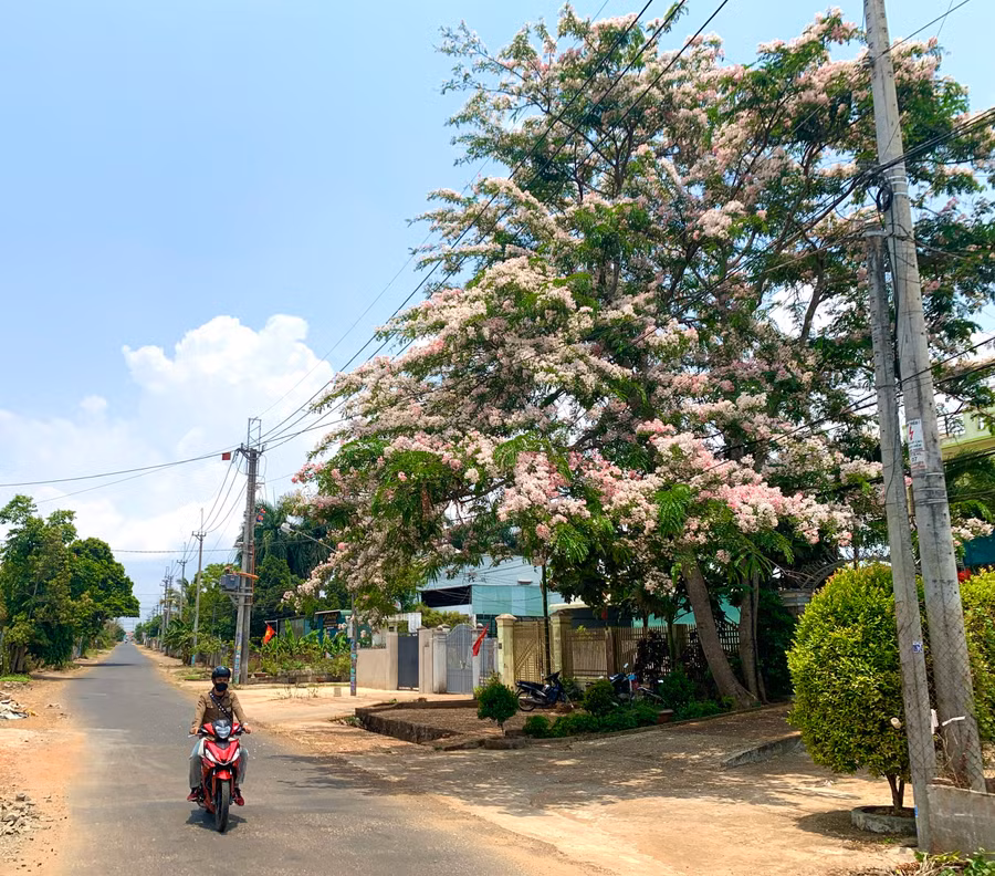 Cây muồng anh đào mọc thẳng, tán rộng với nhiều cành vươn lên chứa đầy những bông hoa màu trắng xen kẽ màu hồng sặc sỡ.Ảnh: R'Ô HOK