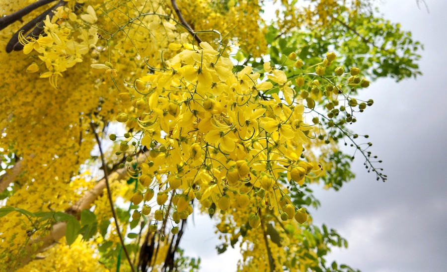 Khi nở rộ, muồng Hoàng Yến cực kỳ sai hoa và có màu vàng tươi rất bắt mắt. Ảnh: Ngọc Duy