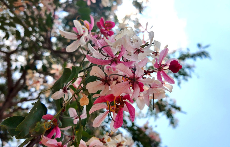 Những chùm hoa cây muồng anh đào mang vẻ đẹp quyến rũ. Ảnh: Ngọc Duy