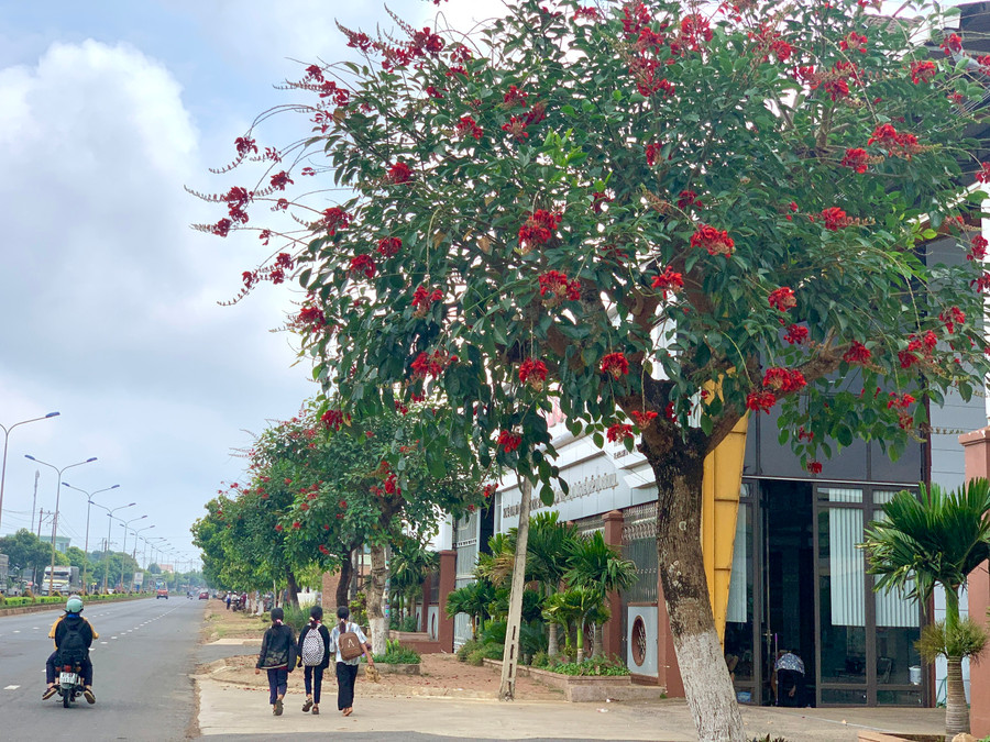 Ở đường Trường Chinh (đoạn phường Chi Lăng), cây Osaka đỏ được trồng nhiều và đang nở rộ, trải dài nhiều cây số, góp phần tô điểm phố núi Pleiku trở nên tươi đẹp hơn. Ảnh: R&apos;Ô HOK