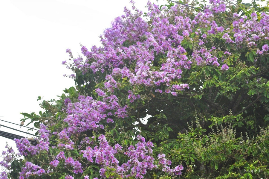 Tại tuyến đường Hùng Vương, nhiều cây bằng lăng tím cũng đang nở khoe sắc khắp đường phố. Ảnh: R&apos;Ô HOK