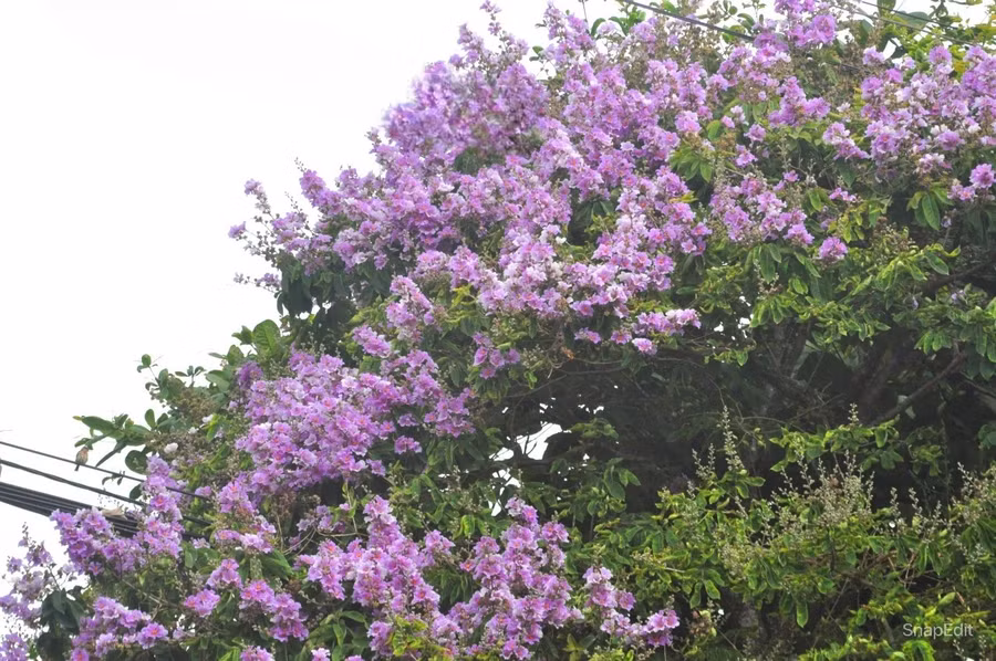 Tại tuyến đường Hùng Vương, nhiều cây bằng lăng tím cũng đang nở khoe sắc khắp đường phố. Ảnh: R'Ô HOK