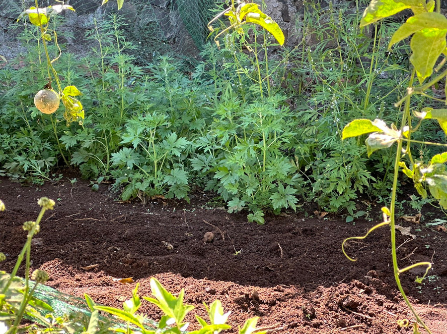 Công an huyện Ia Grai phát hiện 2 hộ dân tại xã Ia Dêr trồng 51 cây thuốc phiện. Ảnh: cơ quan Công an Công an huyện Ia Grai phát hiện 2 hộ dân tại xã Ia Dêr trồng 51 cây thuốc phiện. Ảnh: cơ quan Công an