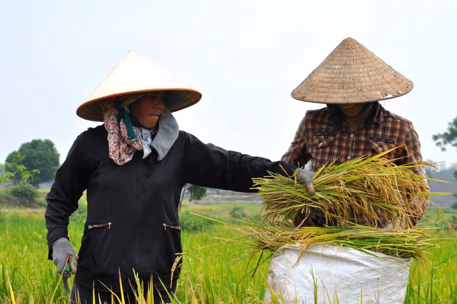 Từng bó lúa sau khi gặt được người dân bỏ vào bao Từng bó lúa sau khi gặt được người dân bỏ vào bao