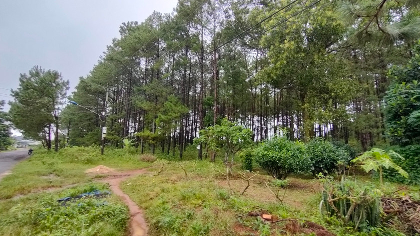 Khu đất mà gia đình ông P.A.T tranh chấp với Ban Quản lý rừng phòng hộ Bắc Biển Hồ. Ảnh T.D Khu đất mà gia đình ông P.A.T tranh chấp với Ban Quản lý rừng phòng hộ Bắc Biển Hồ. Ảnh T.D