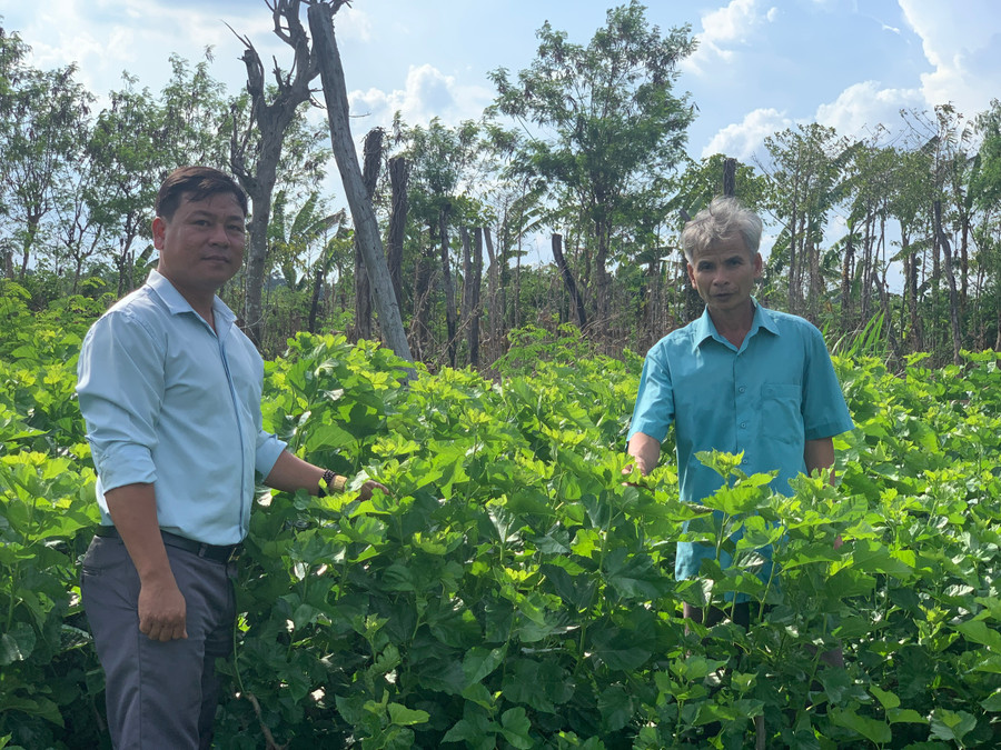 Ông Lê Văn Kỳ (bìa phải) kiểm tra vườn dâu của gia đình mình. Ảnh: R.H Ông Lê Văn Kỳ (bìa phải) kiểm tra vườn dâu của gia đình mình. Ảnh: R.H