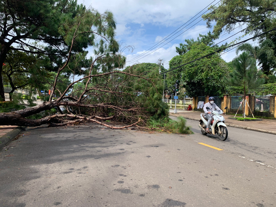 Hiện trường cây thông đường Trần Hưng Đạo bật gốc ngã ra lòng đường. Ảnh: R'Ô HOK